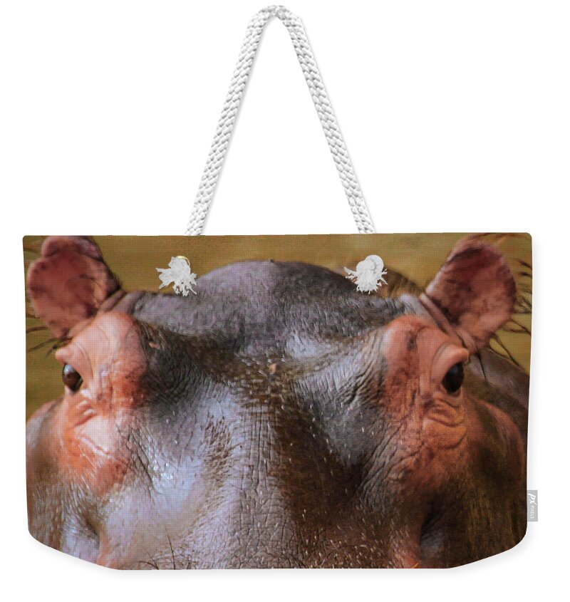 Hippo Eyes Weekender Tote Bag featuring the photograph Hippo Eyes by Gene Taylor
