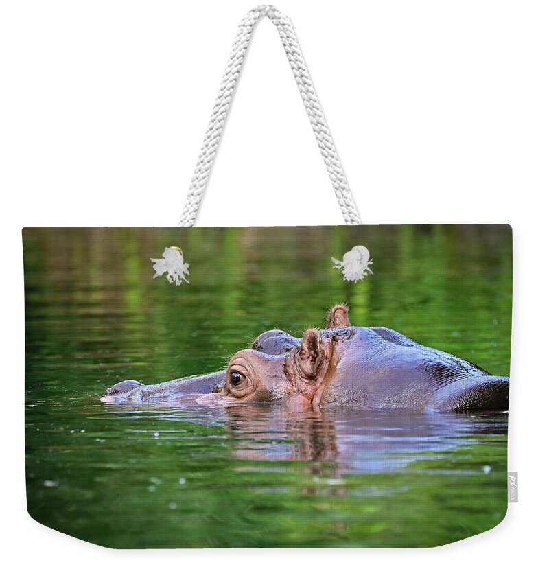 Animal Weekender Tote Bag featuring the photograph Hippo in water by Ed Stokes