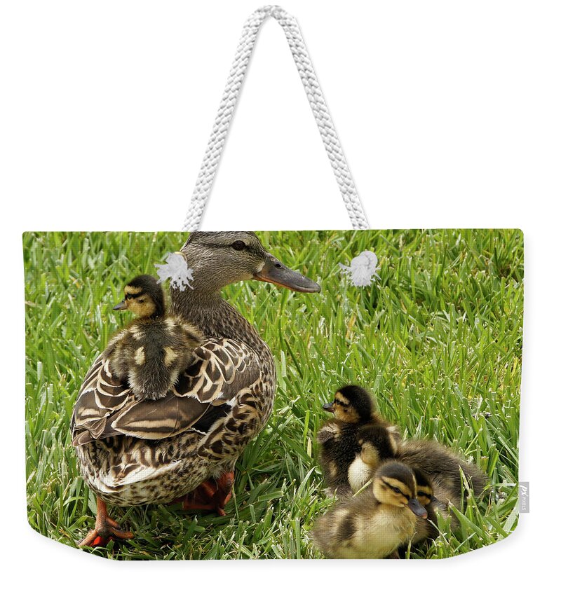 Duck Weekender Tote Bag featuring the photograph Hitching a Ride by Michele Burgess