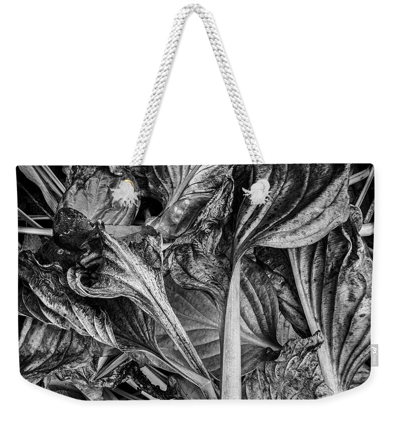 Black And White Weekender Tote Bag featuring the photograph Hosta VI BW by David Gordon