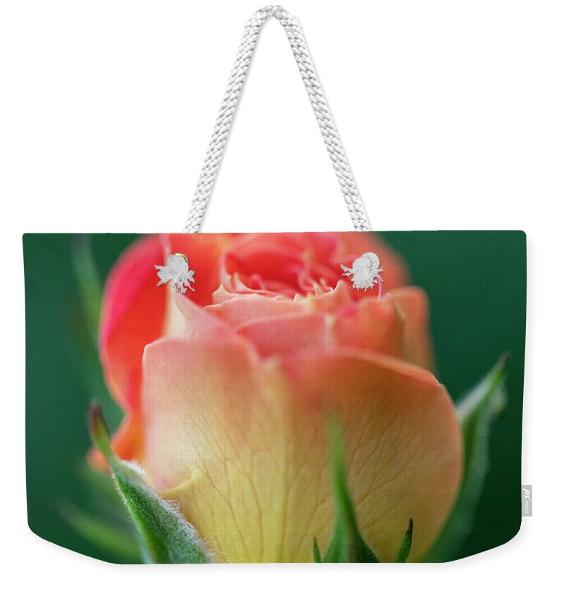 Photography Weekender Tote Bag featuring the photograph Hot Morning Rose / Elite Special Feature In Art District Group by Aleksandrs Drozdovs