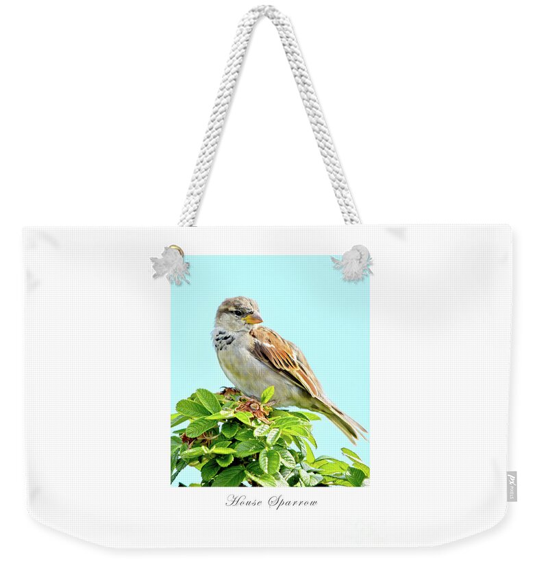 Bird Weekender Tote Bag featuring the photograph House Sparrow by Dianne Morgado