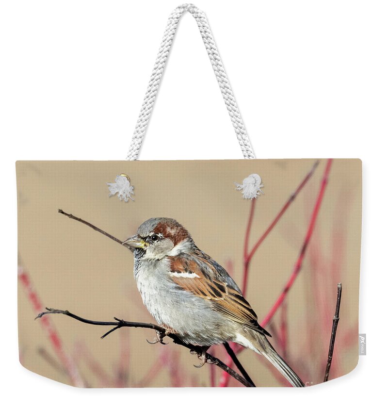 House Sparrow Weekender Tote Bag featuring the photograph House Sparrow Perch by Michael Dawson
