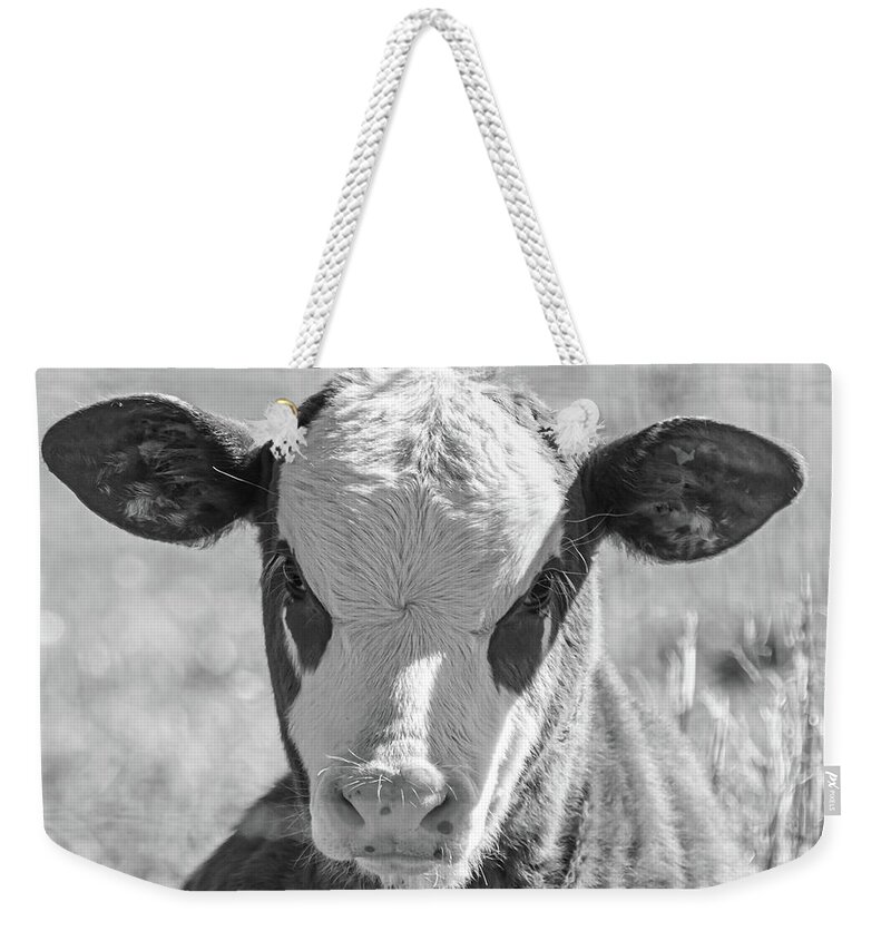 Cow Weekender Tote Bag featuring the photograph Hugo by Jamie Tyler