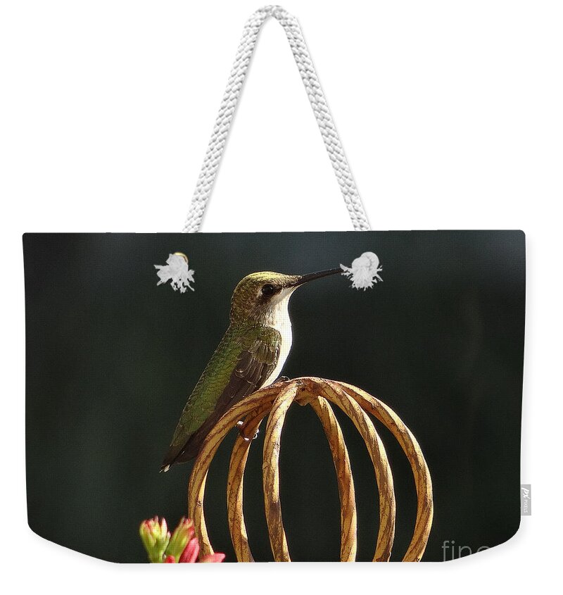 5 Star Weekender Tote Bag featuring the photograph Hummers on Deck- 2-04 by Christopher Plummer