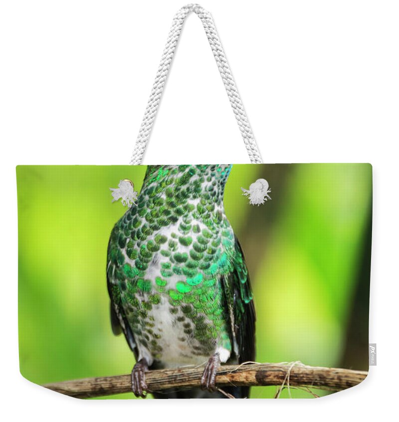 Hummingbird Weekender Tote Bag featuring the photograph Hummingbird in Rainforest by Oscar Gutierrez