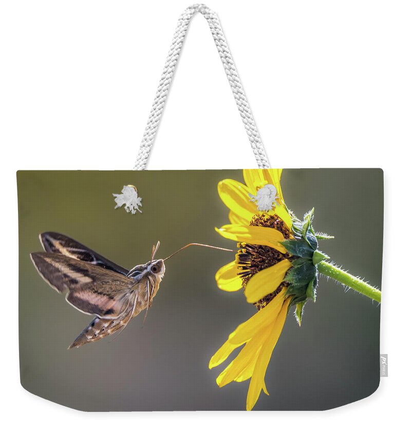 Hyles Lineata Weekender Tote Bag featuring the photograph Hummingbird Moth Gathering Nectar by Debra Martz