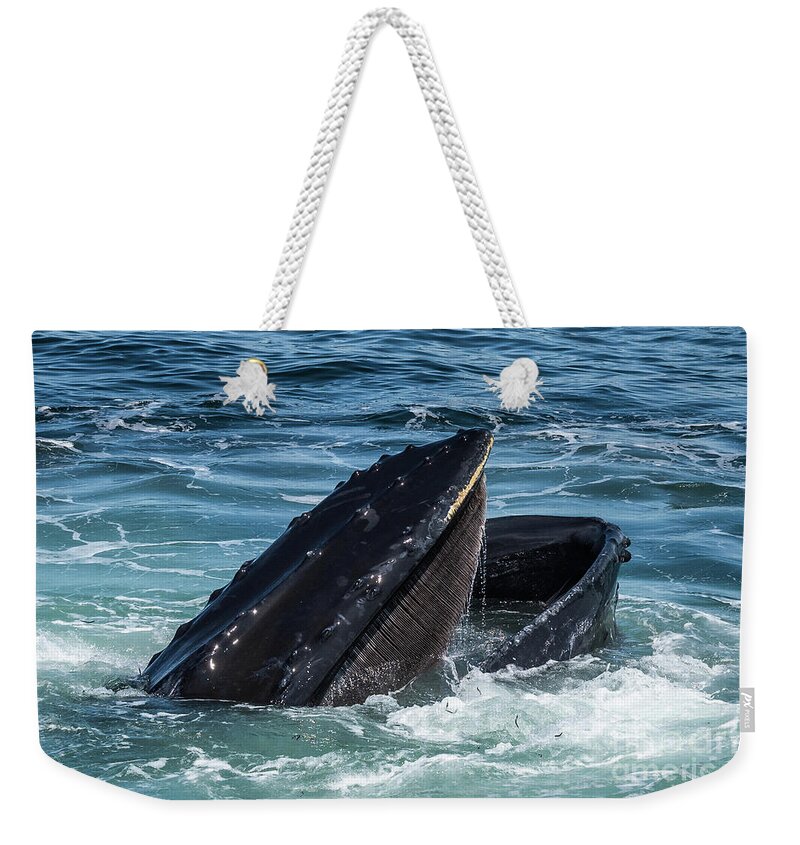 Ocean Weekender Tote Bag featuring the photograph Humpback Feeding on Sand Lance by Lorraine Cosgrove