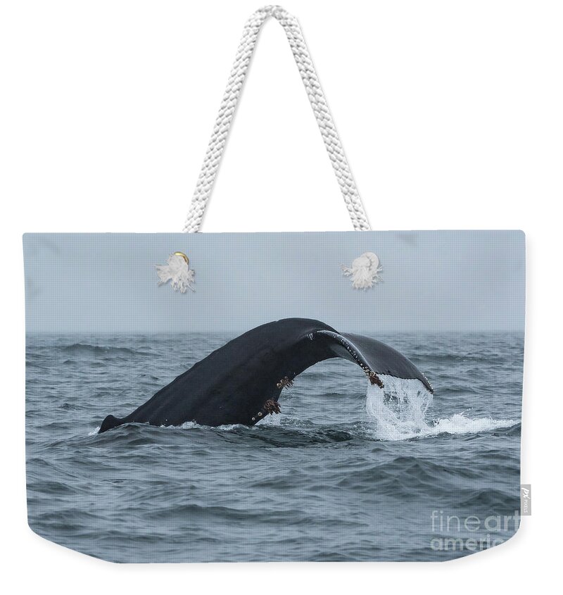 Alaska Weekender Tote Bag featuring the photograph Humpback Whale Diving near Sitka by Nancy Gleason