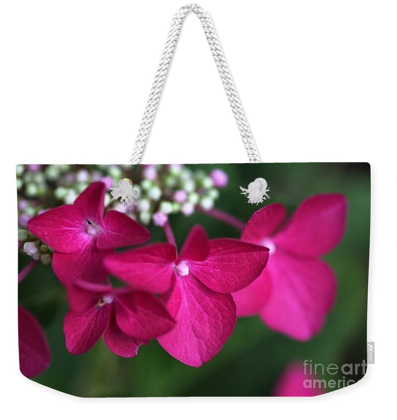 Hydrangea Weekender Tote Bag featuring the photograph Hydrangea Strawberries and Cream by Joy Watson