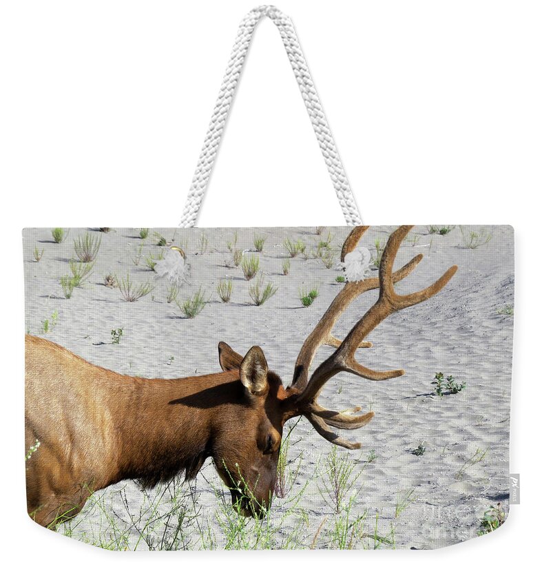 Nature Weekender Tote Bag featuring the photograph I Bow to You by Mary Mikawoz