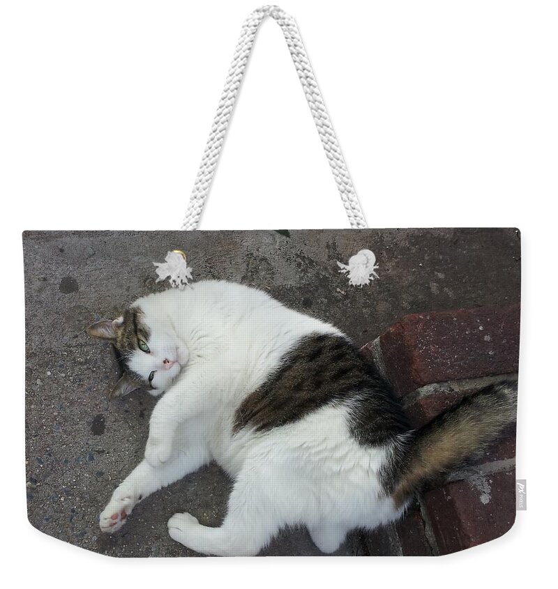 Cat Weekender Tote Bag featuring the photograph Iago the NYC Shop Cat by Annalisa Rivera-Franz