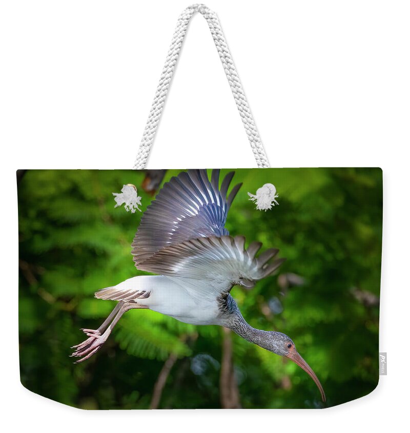 Ibis Weekender Tote Bag featuring the photograph Ibis in Flight by Mark Andrew Thomas