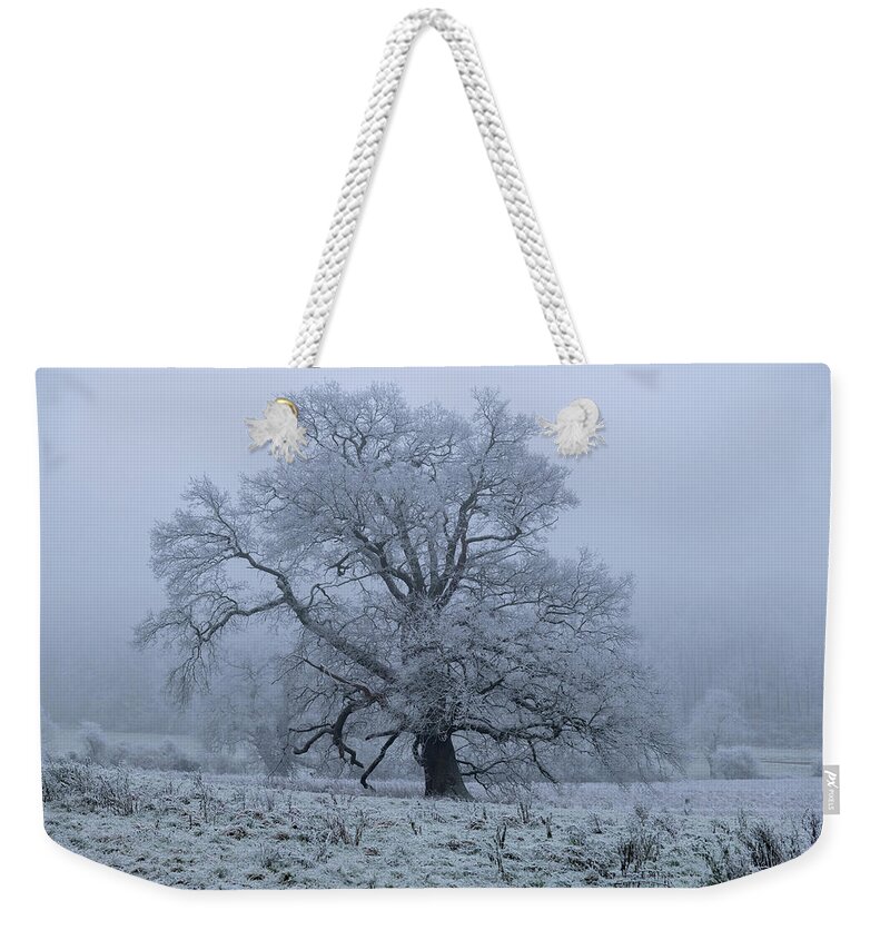 Tree Weekender Tote Bag featuring the photograph Iced Oak Tree by Mark Hunter