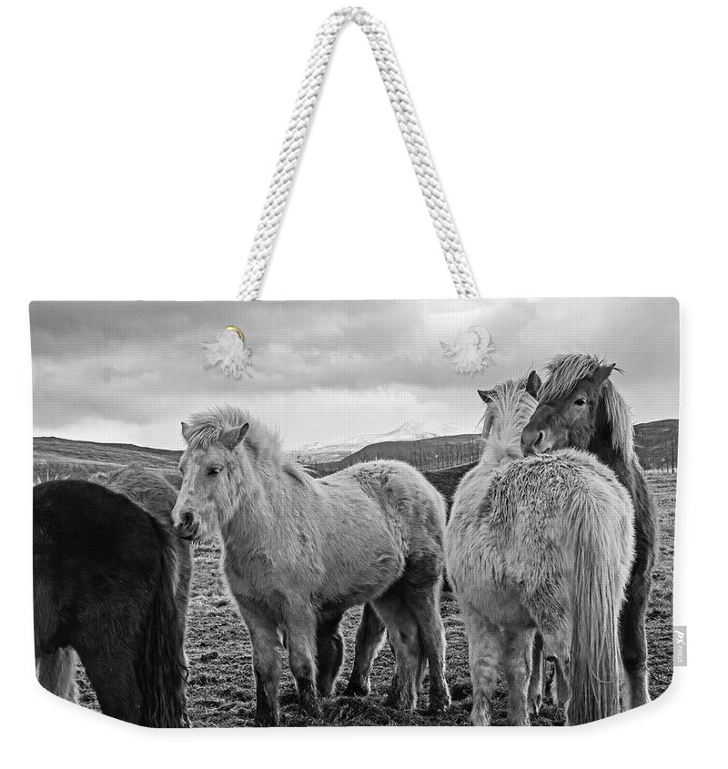 Iceland Weekender Tote Bag featuring the photograph Icelandic Horse Cuddle Iceland Black and White by Toby McGuire