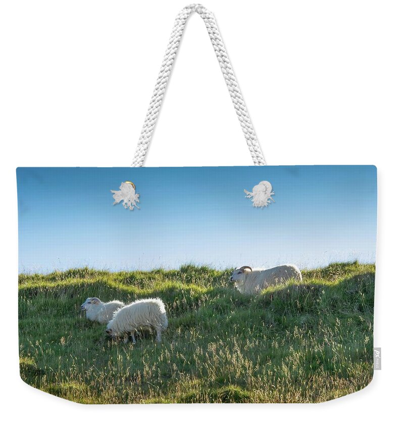 Sheep Weekender Tote Bag featuring the photograph Icelandic Sheep by Rebecca Herranen