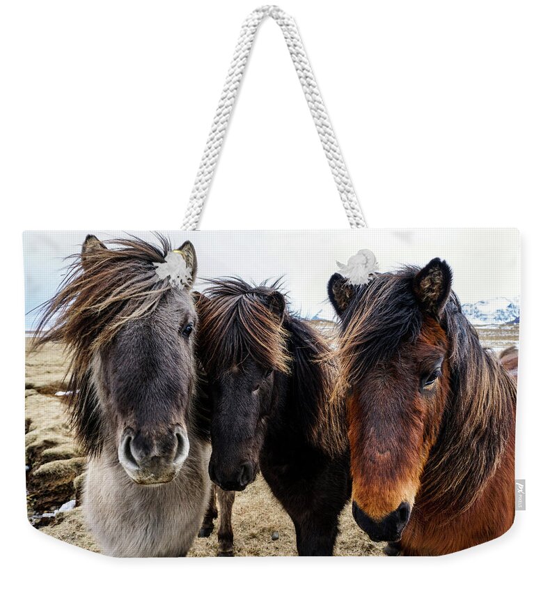 Iceland Weekender Tote Bag featuring the photograph Icelandic Wild Horses. Iceland by Earth And Spirit