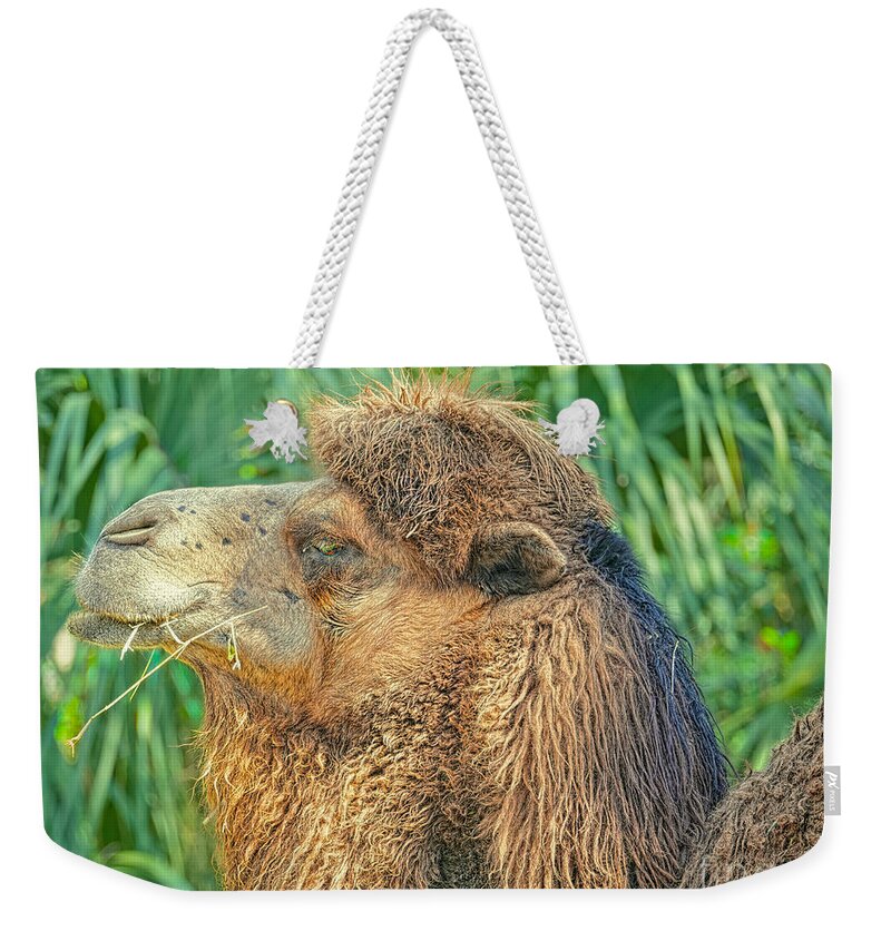 Bactrian Camels Weekender Tote Bag featuring the photograph I'd Walk a Mile by Judy Kay