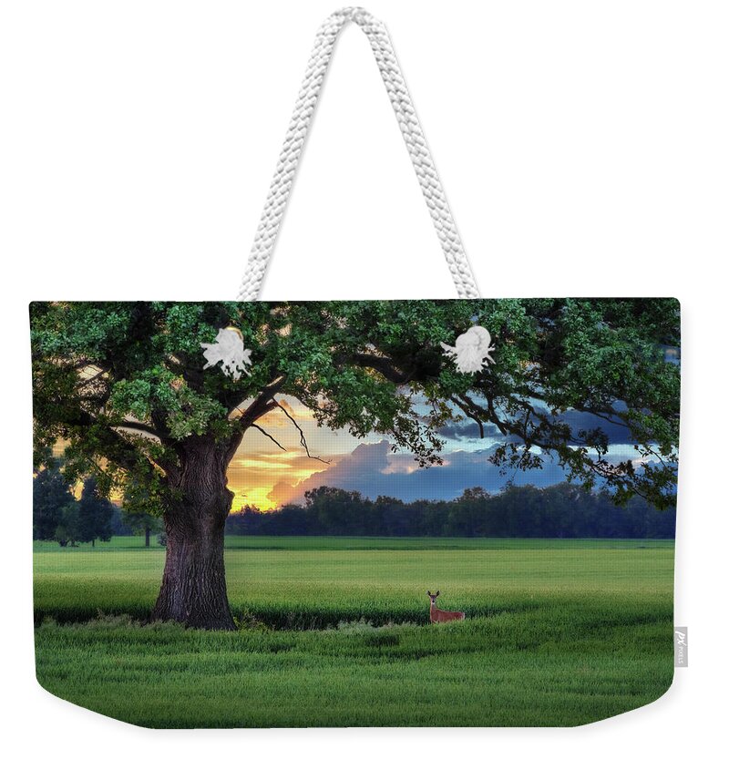 Deer Doe Sunset Wheat Green Oak Tree Scenic Landscape Horizontal Stoughton Dane County Wisconsin Field Barley Evening Tranquil Idyllic Relaxing Peaceful Weekender Tote Bag featuring the photograph Idyllic - Oak tree sheltering white-tail doe in wheat field near Stoughton WI by Peter Herman