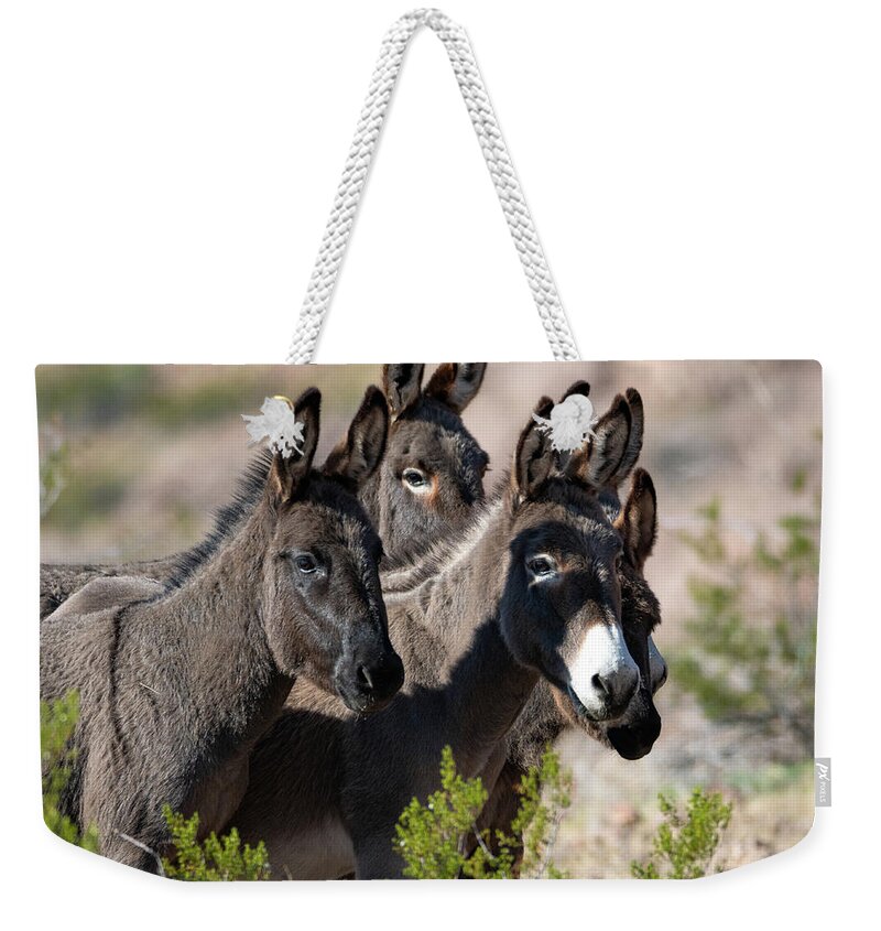 Wild Burros Weekender Tote Bag featuring the photograph I'm All Ears by Mary Hone