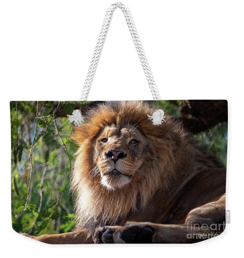 David Levin Photography Weekender Tote Bag featuring the photograph I'm Looking at You by David Levin