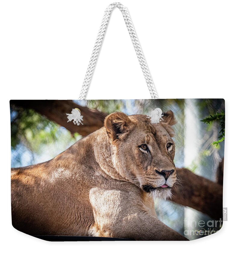 Cat Weekender Tote Bag featuring the photograph I'm Not Watching You by David Levin