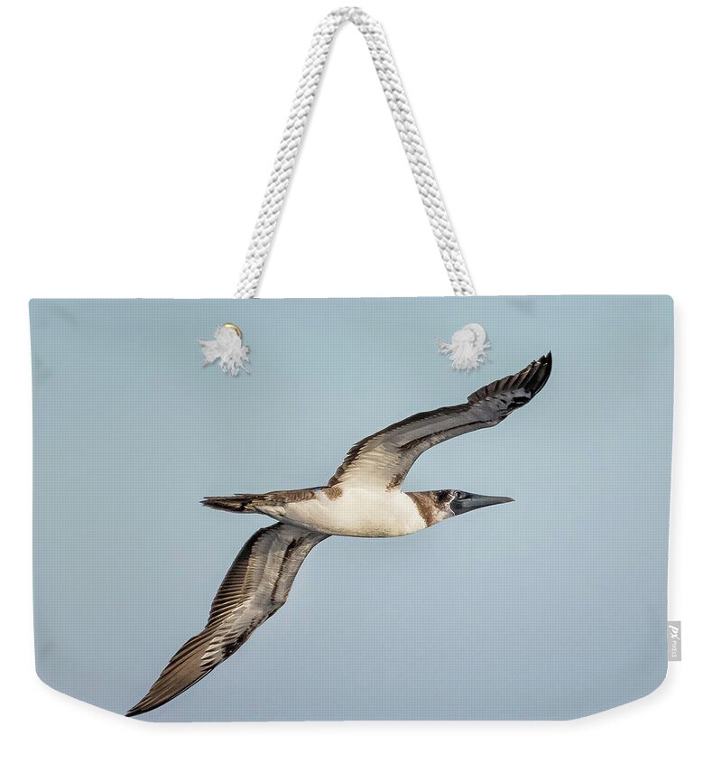 Masked Booby Weekender Tote Bag featuring the photograph Immature Masked Booby, No. 4 by Belinda Greb