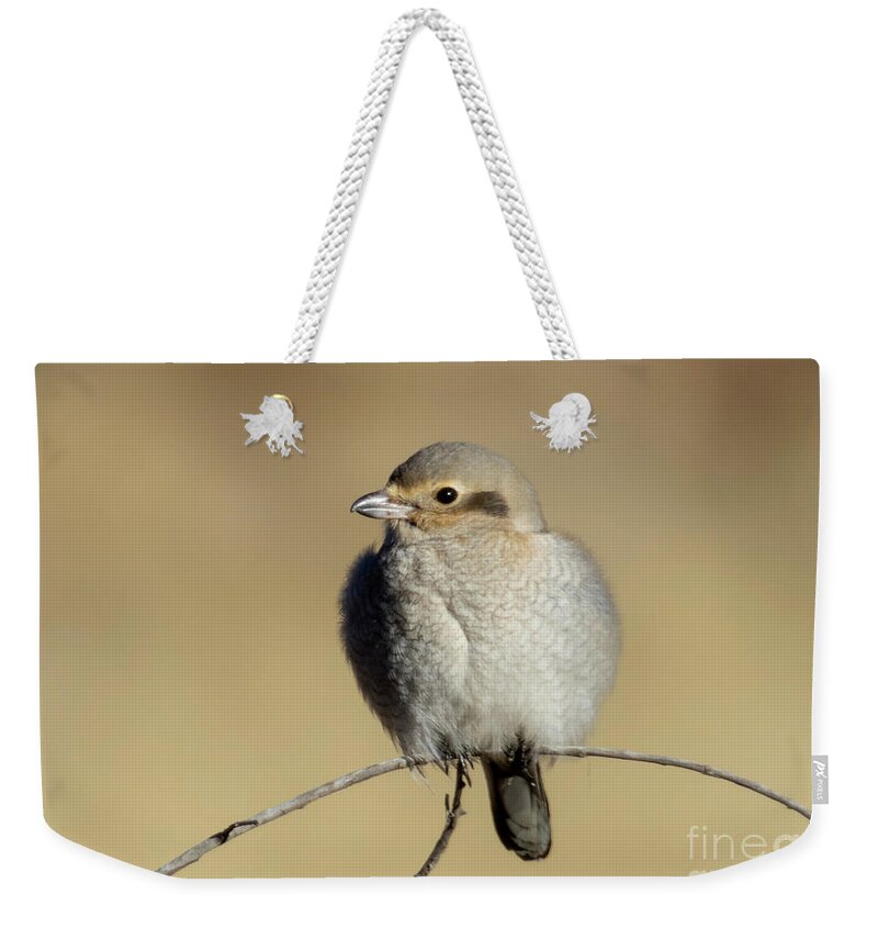 Canvas Art Prints Weekender Tote Bag featuring the photograph Immature Northern Shrike by Steven Krull