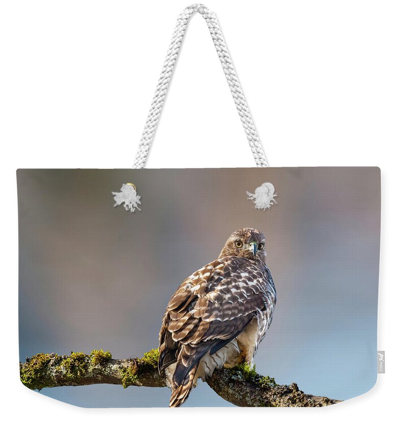 Animal Weekender Tote Bag featuring the photograph Immature Red Tailed Hawk in a Tree by Jeff Goulden