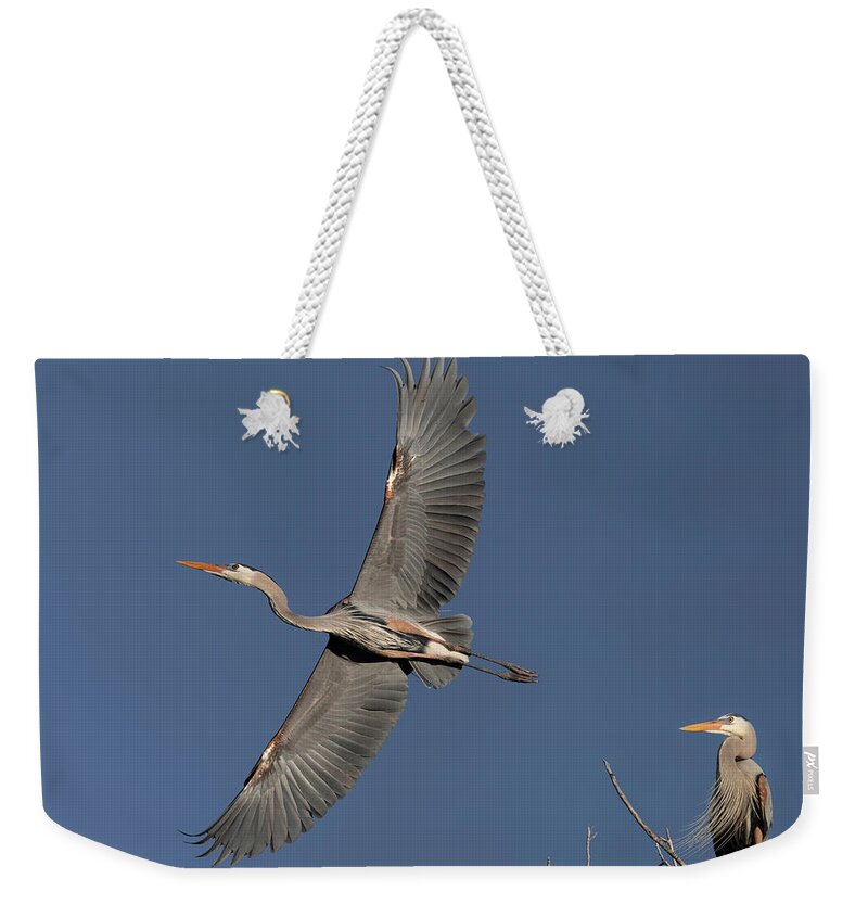 Great Blue Heron Weekender Tote Bag featuring the photograph Impressive Wingspan of the Great Blue Heron. by Paul Martin