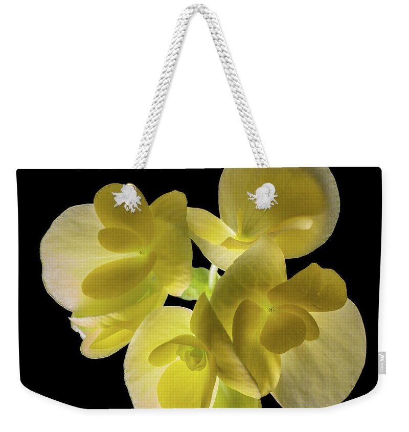 Backlight Weekender Tote Bag featuring the photograph In Search Of by Kevin Suttlehan