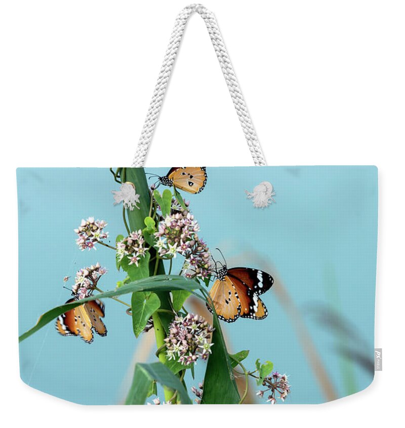 Danaus Chrysippus Weekender Tote Bag featuring the photograph In search of the sweet by Arik Baltinester