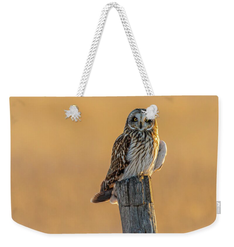 Short-eared Owl Weekender Tote Bag featuring the photograph In The Glow by Yeates Photography