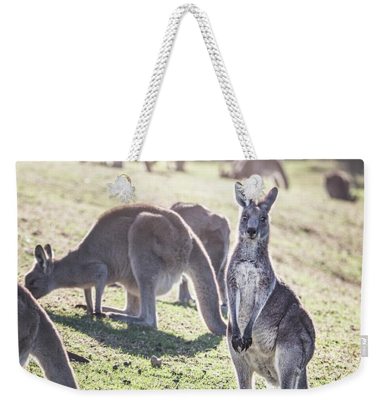 Kremsdorf Weekender Tote Bag featuring the photograph In The Land Down Under by Evelina Kremsdorf