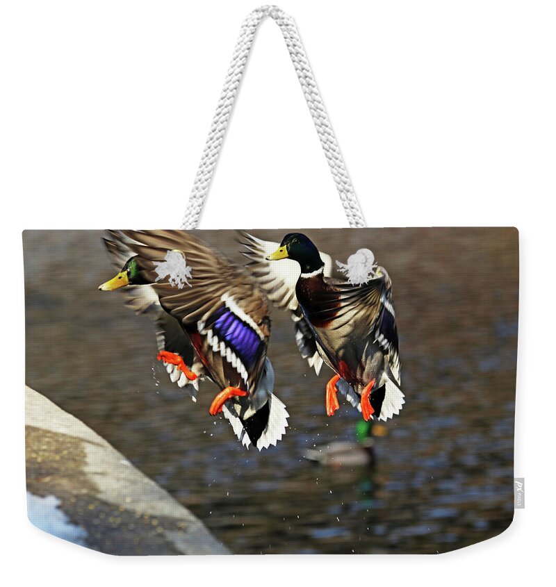 Mallard Weekender Tote Bag featuring the photograph Incoming Drake Mallards by Debbie Oppermann