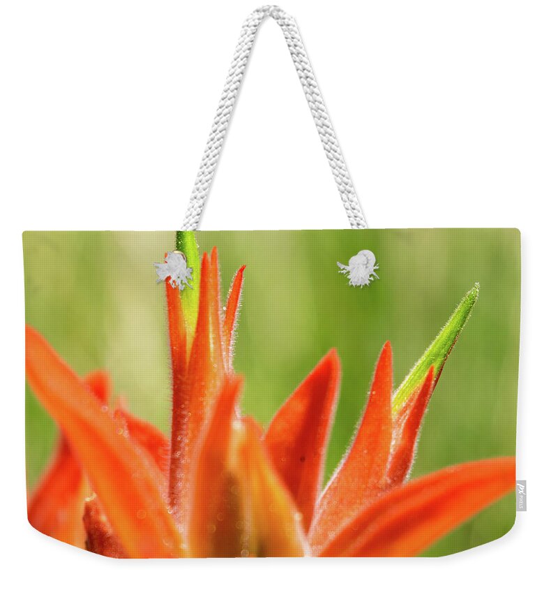 Indian Paintbrush Weekender Tote Bag featuring the photograph Indian Paintbrush by Bonny Puckett