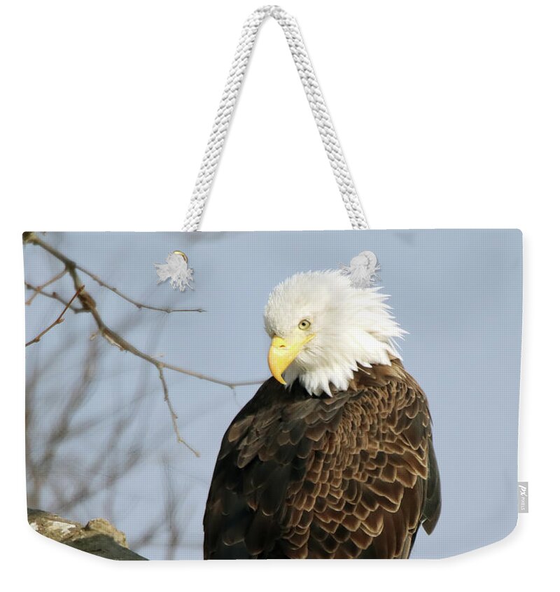 Eagle Weekender Tote Bag featuring the photograph Indiana Bald Eagle Looking Back by Steve Gass