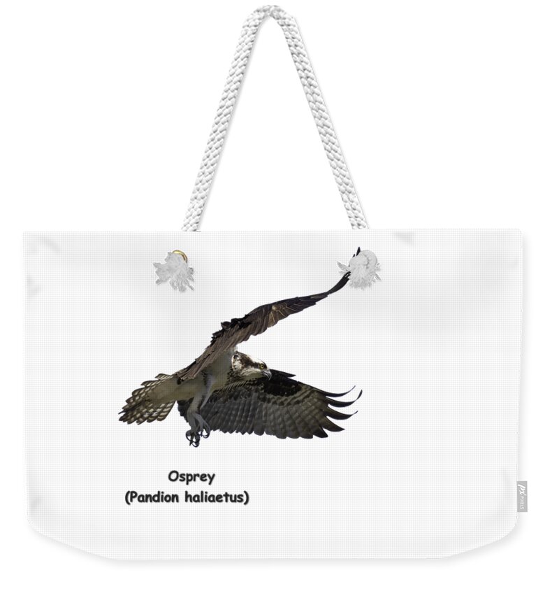 Osprey Weekender Tote Bag featuring the photograph Isolated Osprey 2021-2-A by Thomas Young