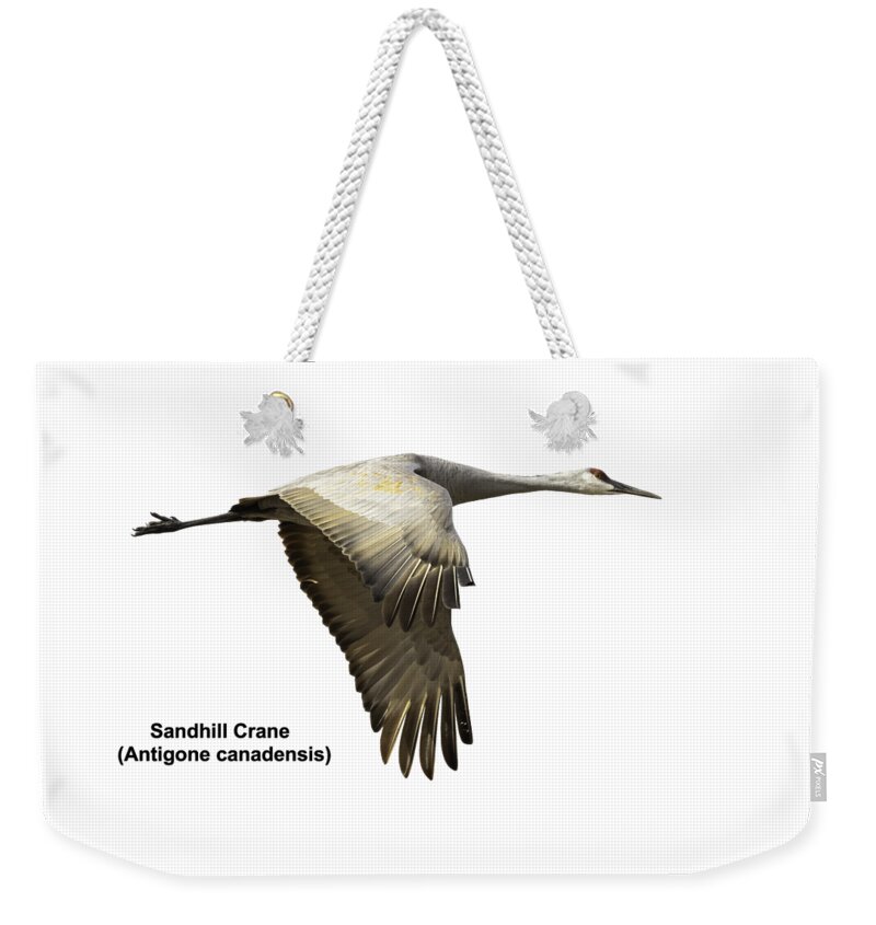 Sandhill Crane Weekender Tote Bag featuring the photograph Isolated Sandhill Crane 2-2021 by Thomas Young