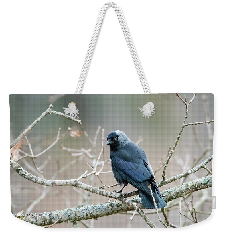 Jackdaw Weekender Tote Bag featuring the photograph Jackdaw perching on an oak branch by Torbjorn Swenelius