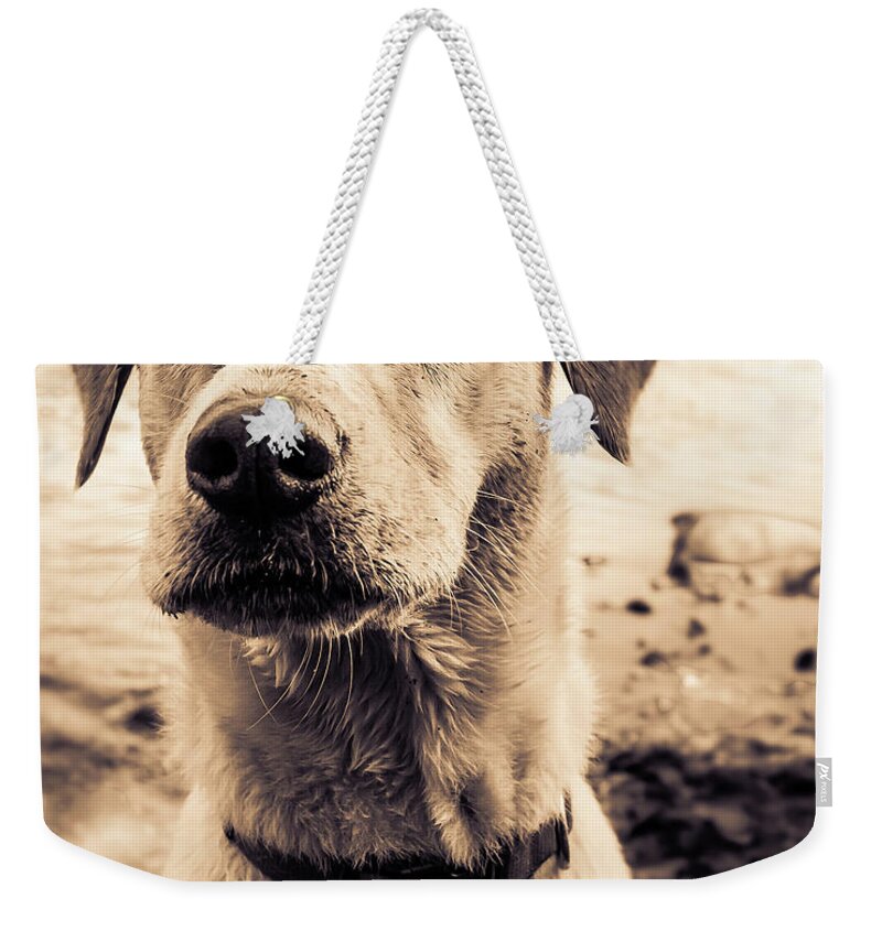  Weekender Tote Bag featuring the photograph Jasper by Dmdcreative Photography