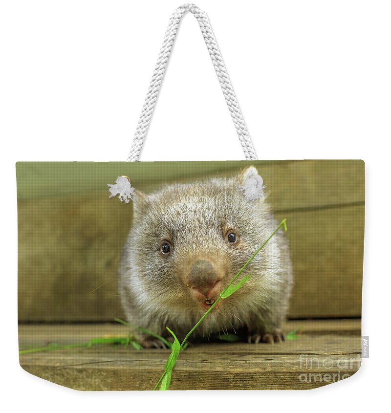Wombat Weekender Tote Bag featuring the photograph joey of Wombat feeding by Benny Marty