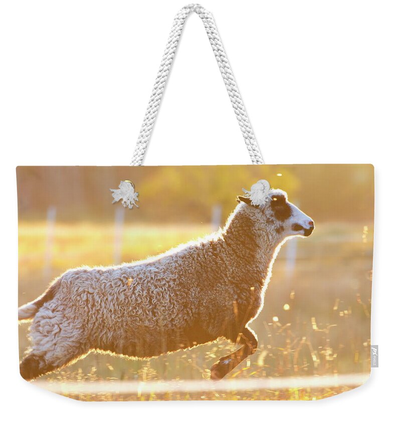 Animal Weekender Tote Bag featuring the photograph Jumping sheep at sunset by Ulrich Kunst And Bettina Scheidulin