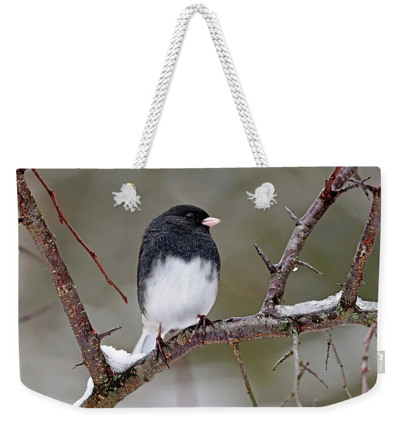 Junco Weekender Tote Bag featuring the photograph Junco On Snowy Branch by Debbie Oppermann