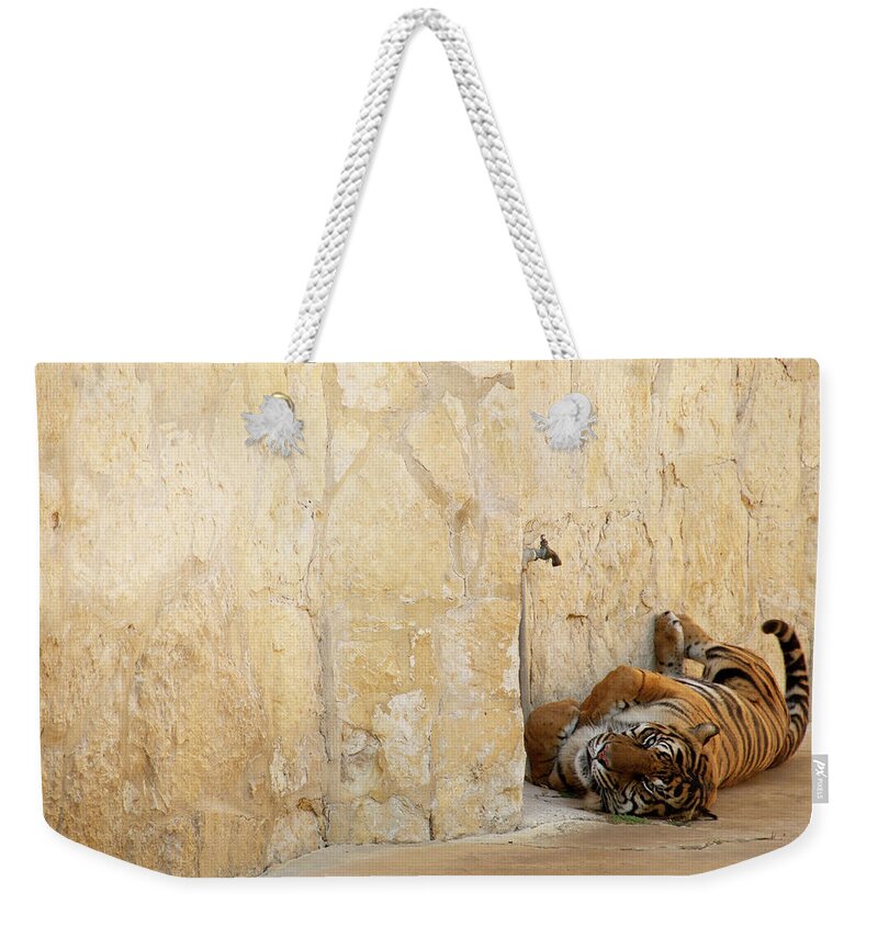 Tiger Weekender Tote Bag featuring the photograph Just Chillin' by Melissa Southern