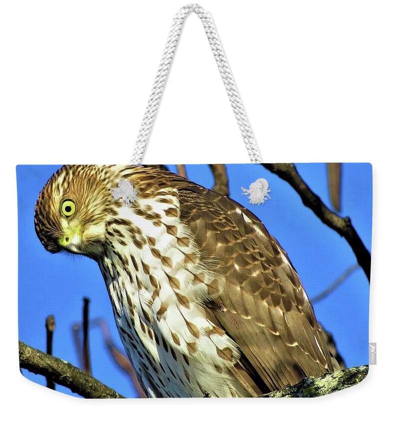 Hawks Weekender Tote Bag featuring the photograph Juvenile Coopers Hawk Are you talkin' to me? by Linda Stern