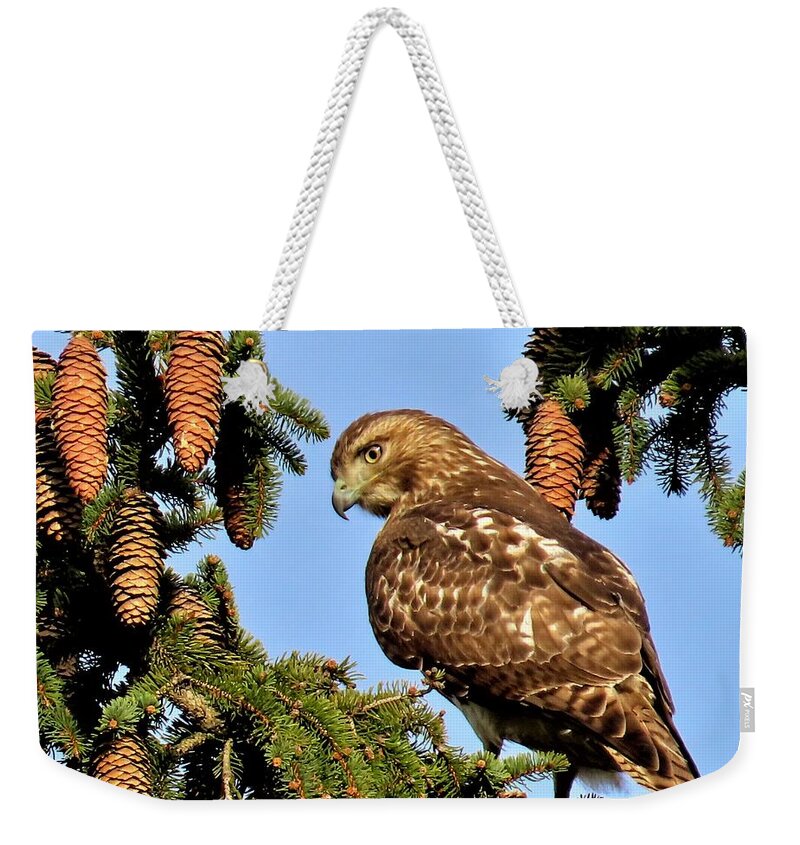 Birds Weekender Tote Bag featuring the photograph Juvenile Red-Tailed Hawk Perched Among the Pine Cones by Linda Stern