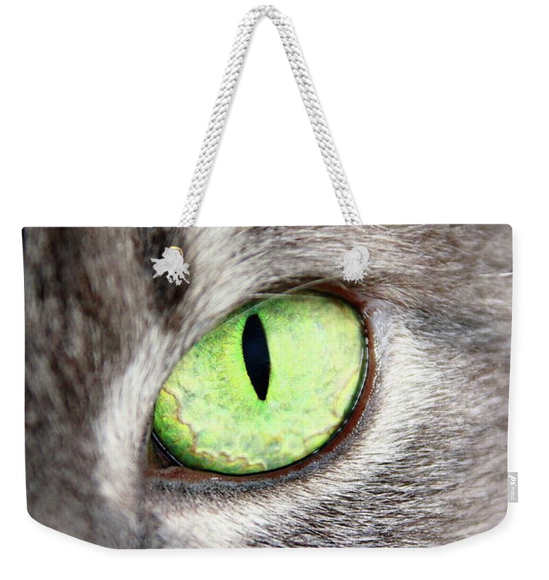 Cat Weekender Tote Bag featuring the photograph Keeping An Eye On You by Lens Art Photography By Larry Trager