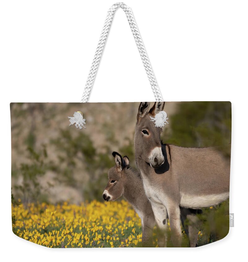 Wild Burros Weekender Tote Bag featuring the photograph Keeping an Eye Out by Mary Hone
