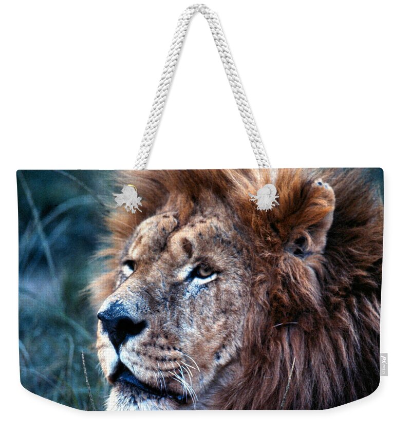 Lion Weekender Tote Bag featuring the photograph King of the Jungle Profile by Russel Considine